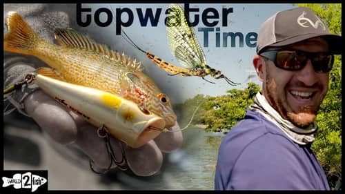 Topwater Bass Fishing Tips for Summer Bug Hatches