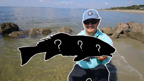 Surf Fishing With Live Mullet Catches a Stud in New Waters!