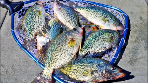 Catching GIANT CRAPPIE by MARINA DOCKS! (LOADED)