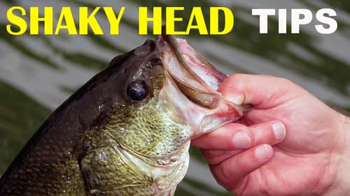 Fishing a Shaky Head Worm Tips | Bass Fishing