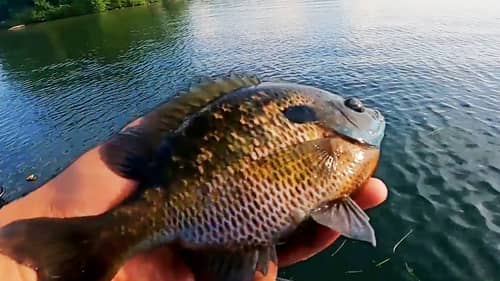 Catching BIG BLUEGILL Fishing In The SUMMER! (Easy Techniques!)