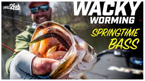 Weightless Soft Plastics | Wacky Rig for Springtime Bass