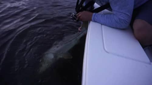 Live Baiting Mullet for Big Snook and Topwater Strikes