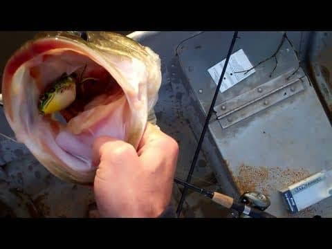 Topwater Largemouth Bass Fishing with Frogs. 6 Pounds 8oz.