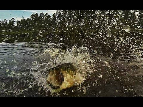 Big Bass Smashes Buzzbait in the Air Beside the Boat - Buzzbait Bass Fishing