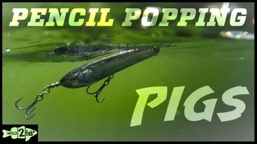How to Fish Pencil Popper Topwater Baits for Big Bass
