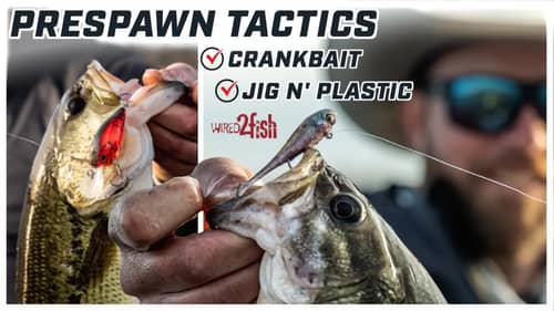 Prespawn Bass Damiki Rig and Cranking 1-2 Punch