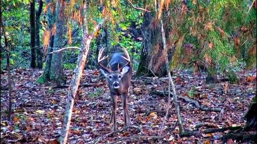 Alabama Deer Hunt During the Rut