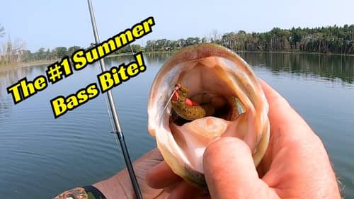 The Ultimate Summer Bass Fishing Technique! Weed Line Bass Fishing!