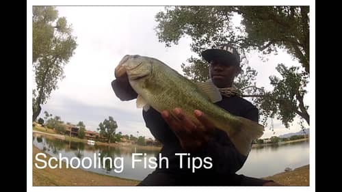 How To Catch Early Fall Schooling Bass (Part 1)