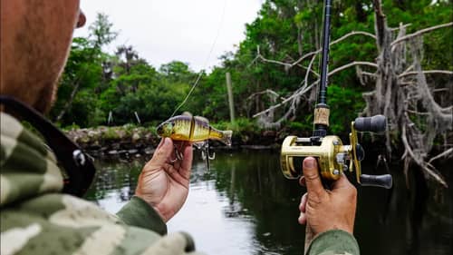 I Can't Believe This Worked! Throwing BIG Swimbaits in a Brackish River Catches BIG Fish