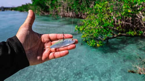 Fishing Live White Baits in Crazy Crystal Clear Water for Tropical Fish