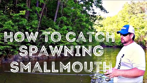 Find and Catch Spawning Smallmouth