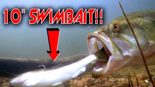 Will GIANT Bass Really Eat 10” Swimbaits? GoPro Underwater Swimbait Footage!