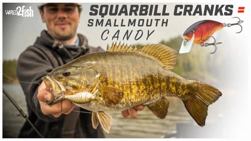 Squarebill Crankbait Fishing Springtime Smallmouth Bass