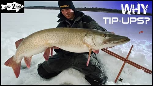 How to Catch Fish With Tip-Ups - Multispecies Action!