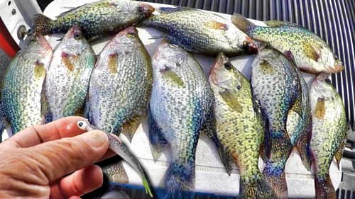 THIS SIMPLE TIP CATCHES LOADS OF CRAPPIE!!! (We Caught ALL Of These Quick and Easy!)