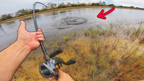 The BIGGEST FISH in the Canal! (CANAL MONSTERS)