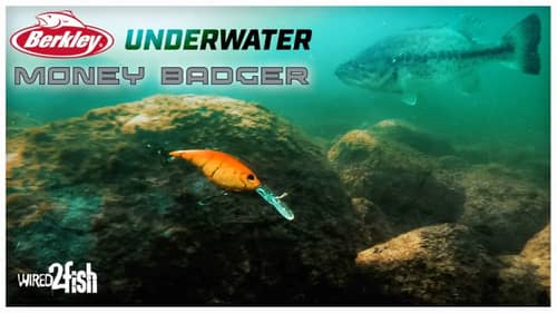 🎥 Berkley Money Badger Underwater Action Video‼️