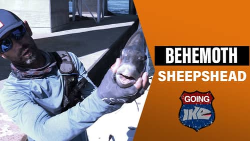 Mike Iaconelli Fishing: Fishing for BEHEMOTH Sheepshead!
