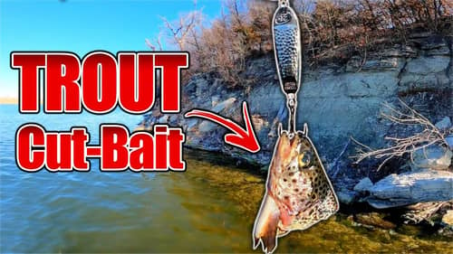 Using TROUT CUT-BAIT for Giant Winter Catfish!