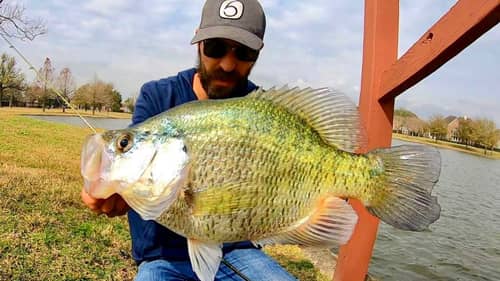 The CRAPPIE THAT EATS BASS FOR BREAKFAST!!! (INSANE)