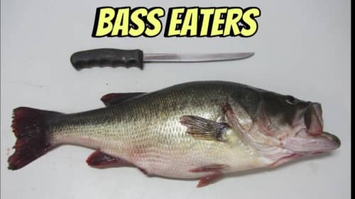The Alarming Number Of Anglers Who Are Keeping And Eating Bass..