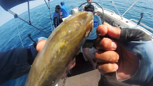 Using a Whole Trevally For Grouper Bait Risk It For The Biscuit Part 4