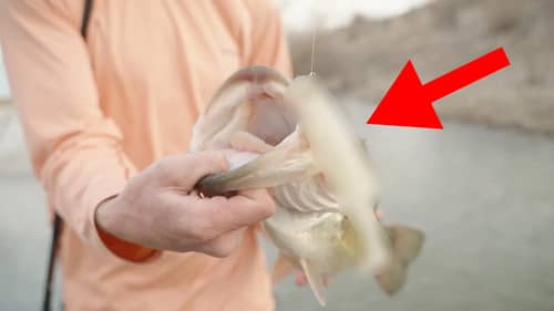 This Is The Only Swimbait You Need This Pre-Spawn To Catch Big Bass!