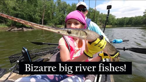 River monsters of the Mississippi River (kid gar fishing)