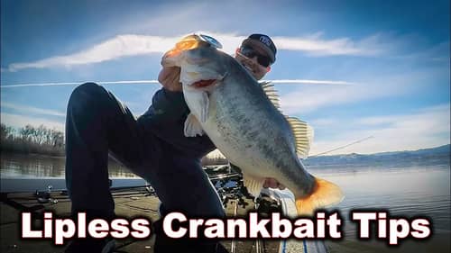 Lipless Crankbaits: Year Round Tips To Catch Bigger Bass!
