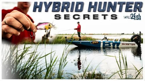 Strike King Hybrid Hunter | Key Features and Applications