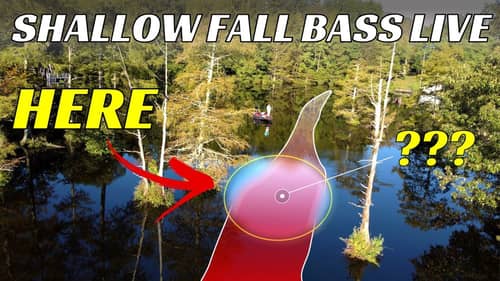 How to Fish for Bass in SHALLOW Water in the FALL