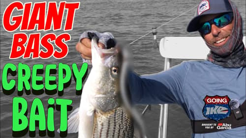 GIANT Striped Bass!! (LIVE BAIT?!)
