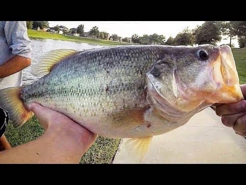 Fishing for HUGE SUMMER BASS & CRAPPIE!