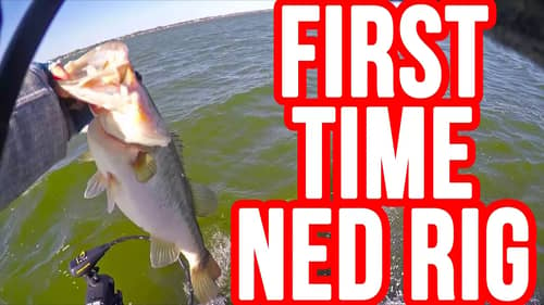 First Time Fishing a Ned Rig ~Bass Love this Bait!!!