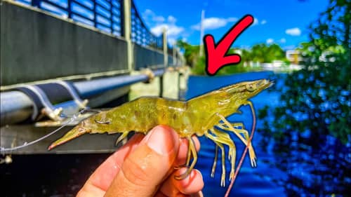 Bridge Fishing With Live Shrimp To Catch an Epic Meal {Catch Clean Cook}