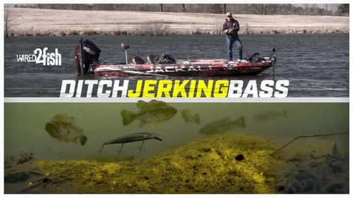 Jerkbait Fishing Ditch Edges for Early Prespawn Bass
