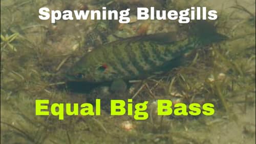 Bluegill’s...The Key To Quality Shallow Summer Bass Fishing Success