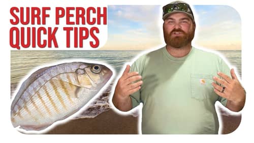 Surf Perch Quick Tips! (w/ Austin Wilson)