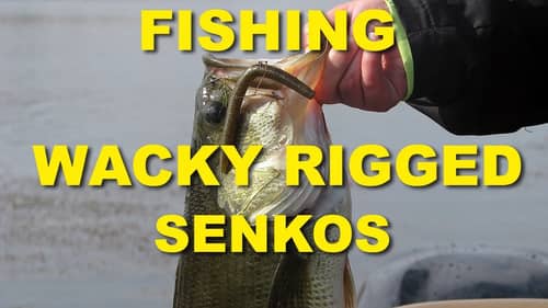 5 Tips For Fishing A Wacky Rig Senko | Bass Fishing