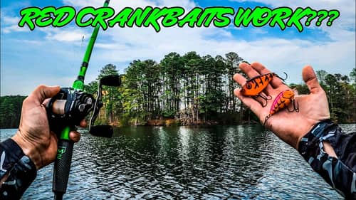 RED CRANKBAITS Crush PRESPAWN BASS!!! || Lake Gaston Bass Tournament Pre-Fishing W/ @ADUB1