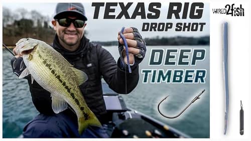 Texas Rig Drop Shot Setup for Deep Winter Bass
