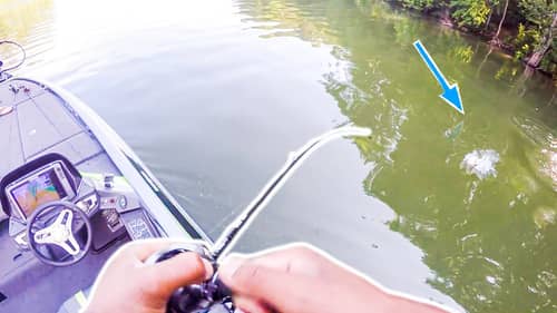 CATCHING TOPWATER BASS AT WEST  POINT LAKE