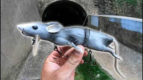 RAT LURE CATCHES SEWER Fish in DOWNTOWN Dallas (Shocking!)