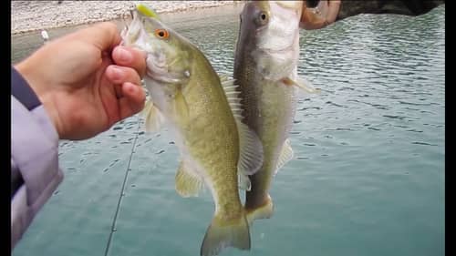 Spring Bass Fishing for Largemouth and Smallmouth