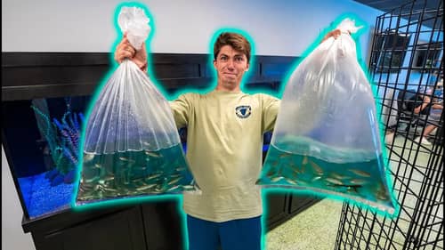 MONSTER Feeding Time — Catching Wild Food for Pet Fish