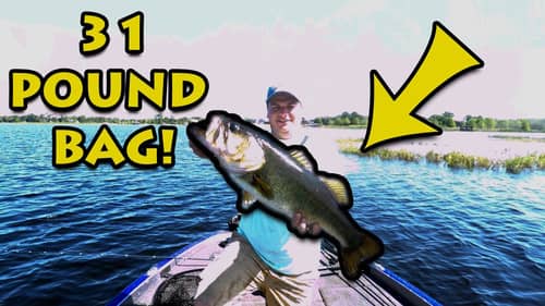 31 Pound bag of GIANT Florida Bass - Bass fishing in Florida