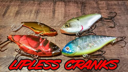 4 Easy  Lipless Crankbait Tips For Fall Bass Fishing!