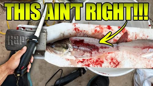 BASS are the #1 Tasting Freshwater Fish?? (Surprising Taste Test)